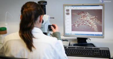 Aumentano i casi di West Nile in Europa, l'Italia la più colpita