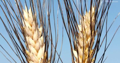 Il caldo manda in crisi il grano: meno 50 per cento nella produzione