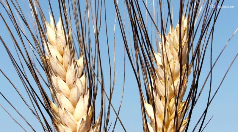 Il caldo manda in crisi il grano: meno 50 per cento nella produzione