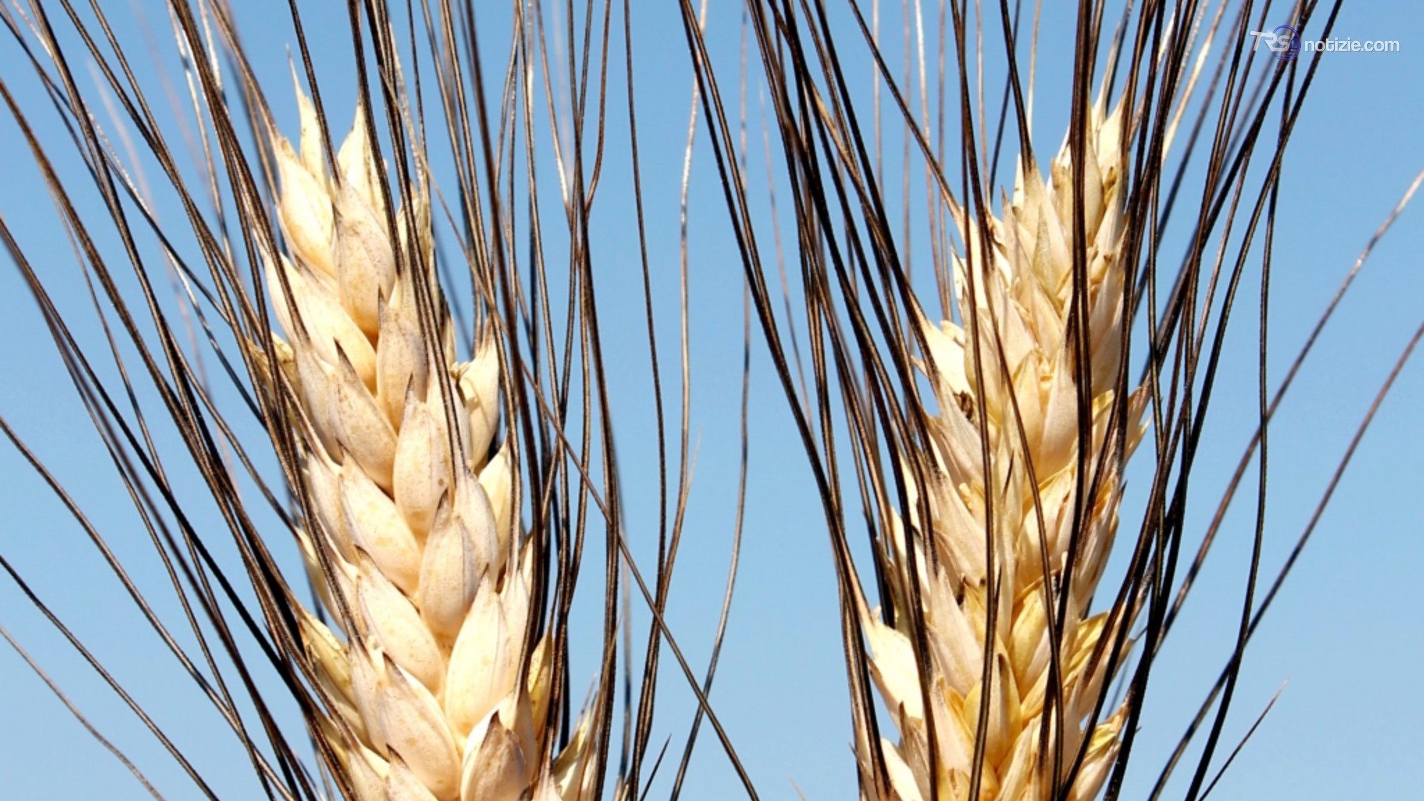 Il caldo manda in crisi il grano: meno 50 per cento nella produzione