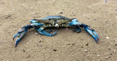 Clima, caldo record: ed il granchio blu arriva in pianura, sale la specie "aliena"