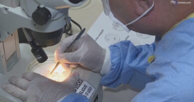 Dengue, un caso a Trento fa scattare l’allerta e la disinfestazione