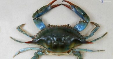 Risalita del cuneo salino, il granchio blu migra fino alla pianura emiliana