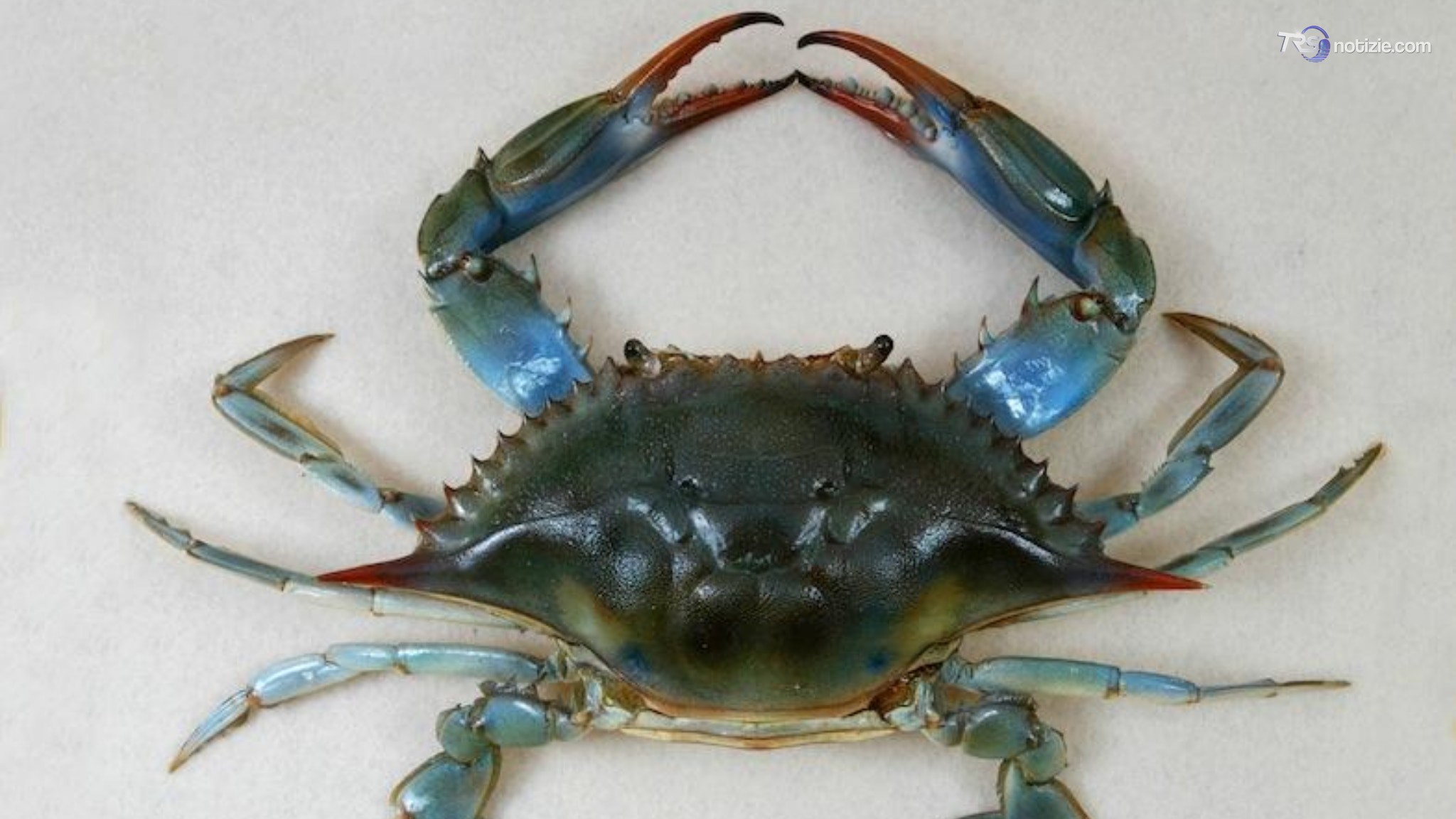 Risalita del cuneo salino, il granchio blu migra fino alla pianura emiliana