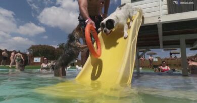 È il primo resort per cani della Spagna con piscine, scivoli e albergo di lusso