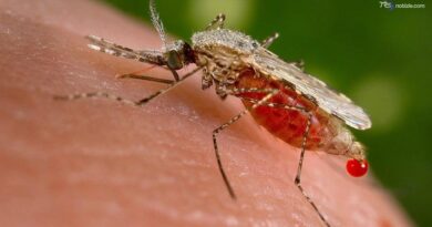 Malaria all'aeroporto di Francoforte: un morto tra i sei contagiati