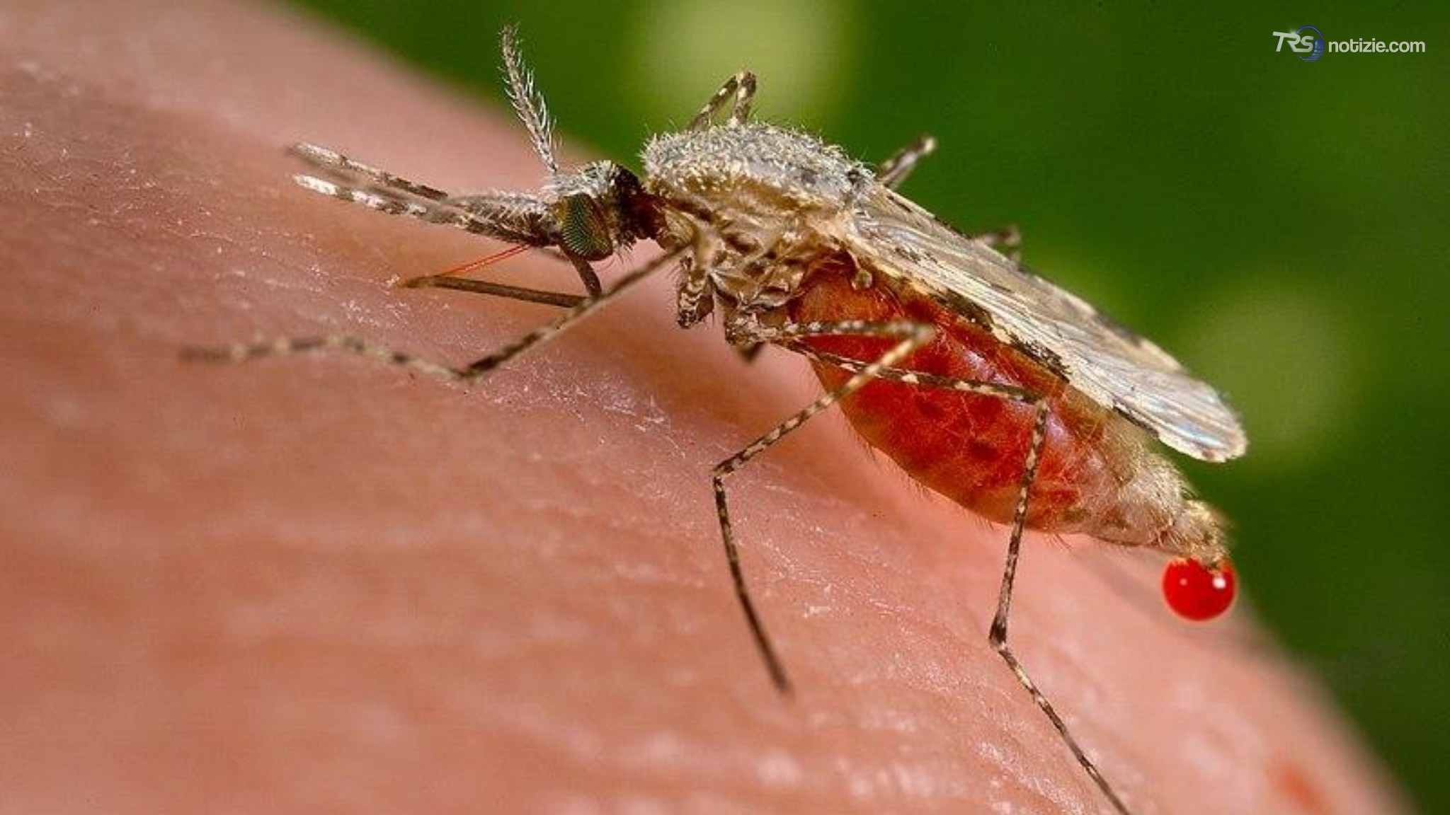 Malaria all’aeroporto di Francoforte: un morto tra i sei contagiati