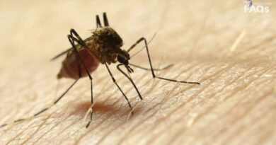 West Nile, salgono a 14 i casi in Sardegna. Iss: da inizio anno oltre 226 contagi e 7 decessi