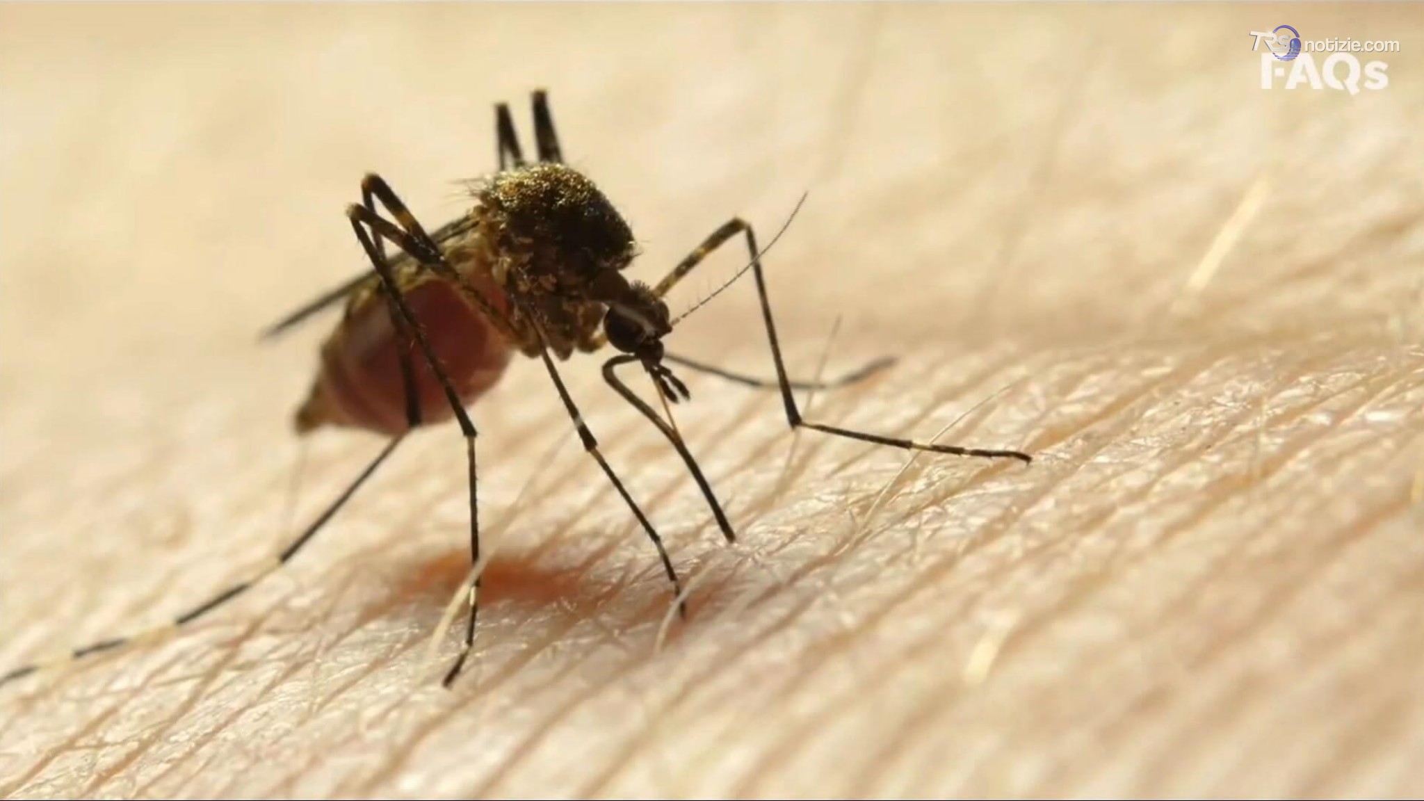 West Nile, salgono a 14 i casi in Sardegna. Iss: da inizio anno oltre 226 contagi e 7 decessi