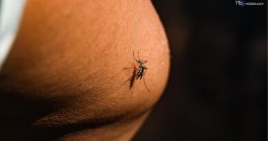West Nile, terzo caso in Abruzzo. Anziano di 85 anni muore a Pavia