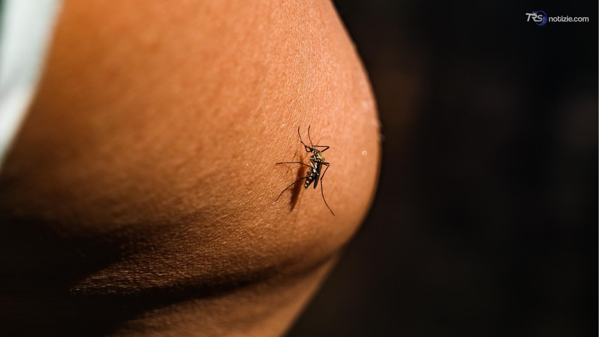 West Nile, terzo caso in Abruzzo. Anziano di 85 anni muore a Pavia