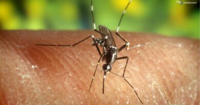 West Nile: Iss: in Italia 312 casi e 13 decessi. Esperti: "Virus circola in tutto il Paese"