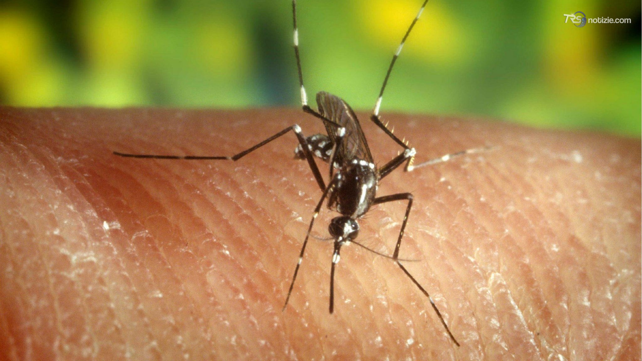 West Nile: Iss: in Italia 312 casi e 13 decessi. Esperti: "Virus circola in tutto il Paese"