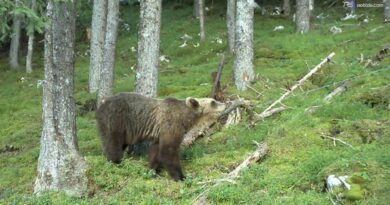 Trentino, orse e cuccioli: ecco tutti gli avvistamenti nel 2026