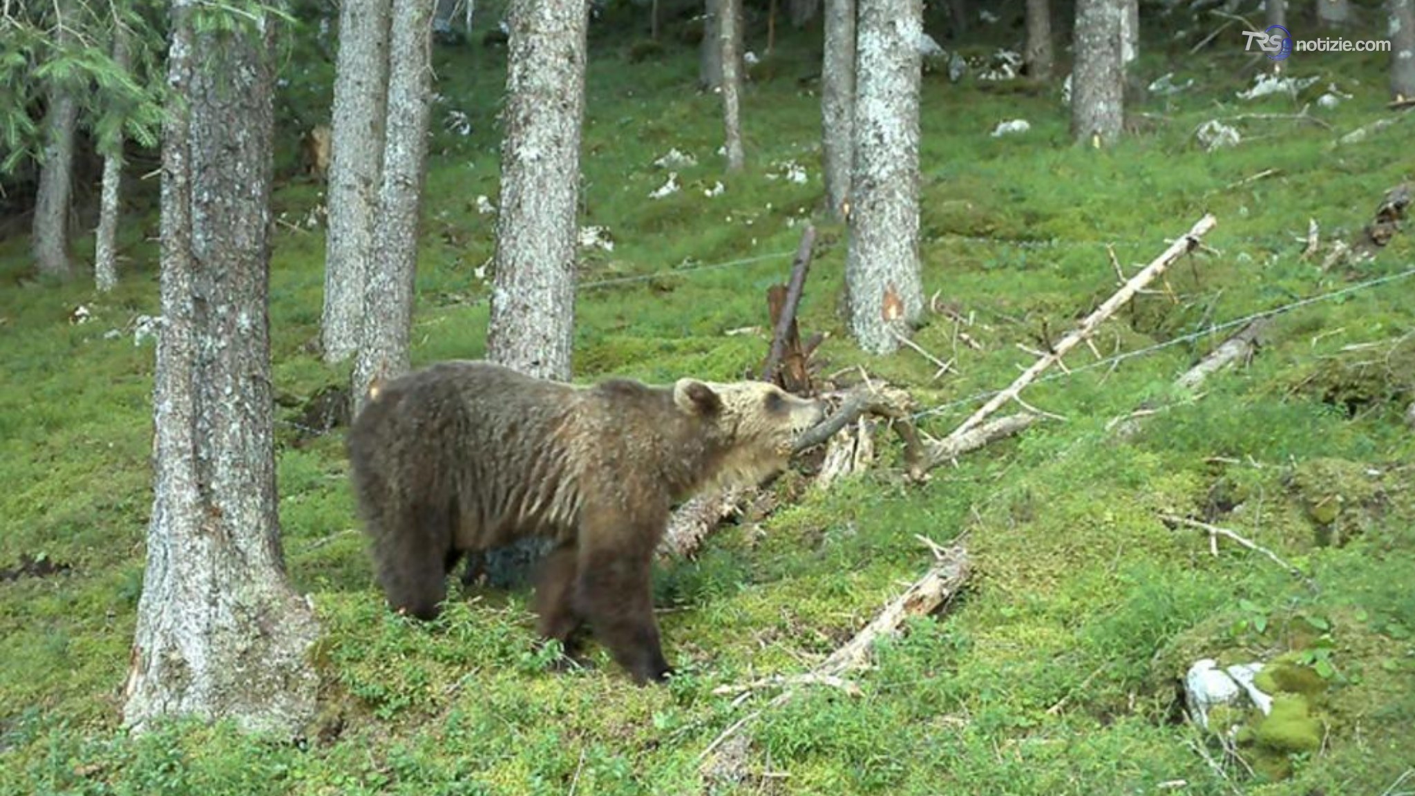 Trentino, orse e cuccioli: ecco tutti gli avvistamenti nel 2026