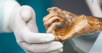 Mappato il microbioma di Ötzi l'uomo dei ghiacci. La scoperta: super lieviti resistenti al freddo