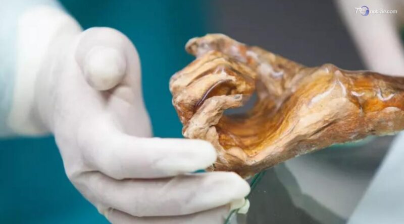 Mappato il microbioma di Ötzi l'uomo dei ghiacci. La scoperta: super lieviti resistenti al freddo