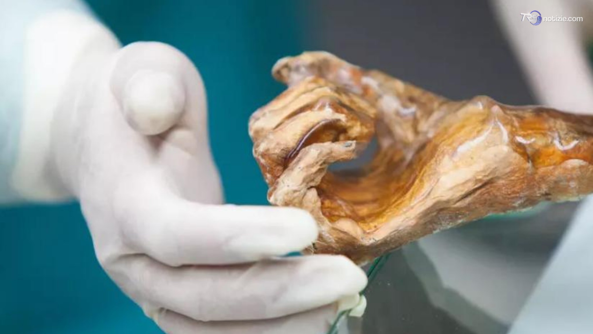 Mappato il microbioma di Ötzi l'uomo dei ghiacci. La scoperta: super lieviti resistenti al freddo