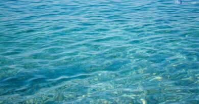 Mare sempre più caldo, si diffondono nuove specie tropicali "Danno per la pesca"