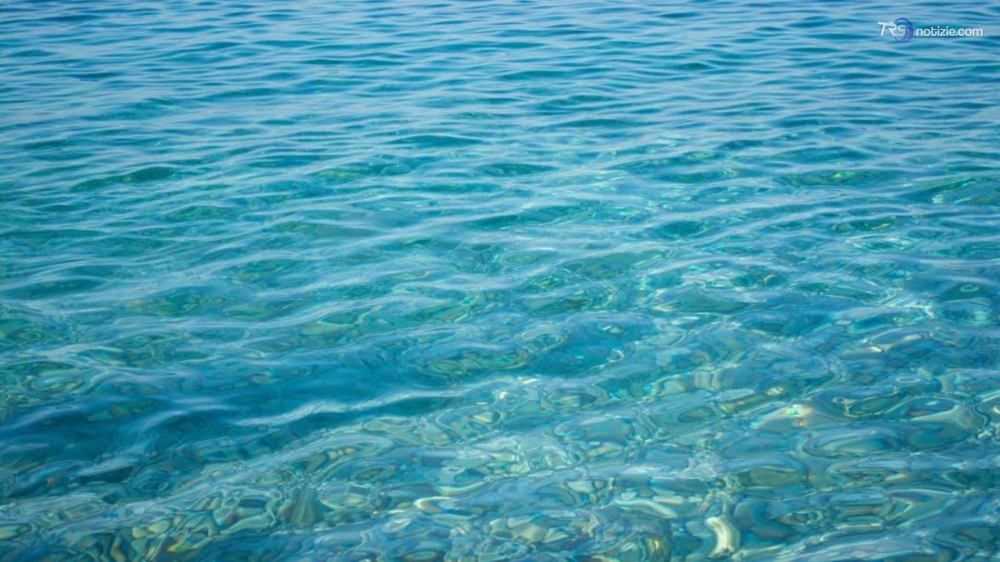 Mare sempre più caldo, si diffondono nuove specie tropicali "Danno per la pesca"