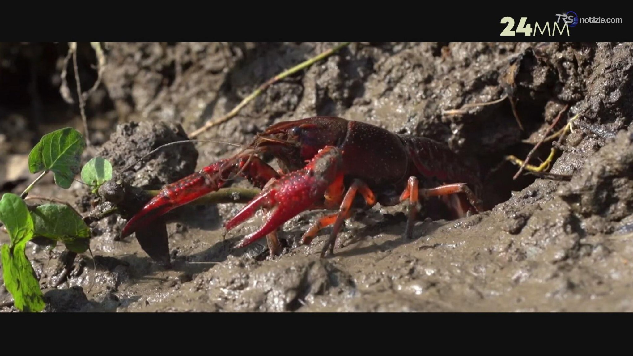 24MM. Specie aliene: l'invasione che minaccia economia e biodiversità