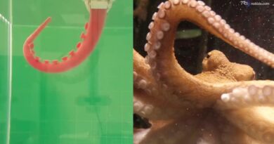 Dal tentacolo del polpo nasce il robot italiano del futuro: sente, afferra e lavora sott'acqua