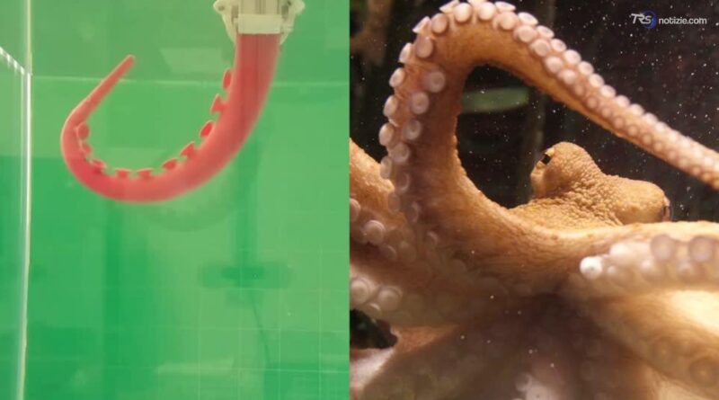 Dal tentacolo del polpo nasce il robot italiano del futuro: sente, afferra e lavora sott'acqua