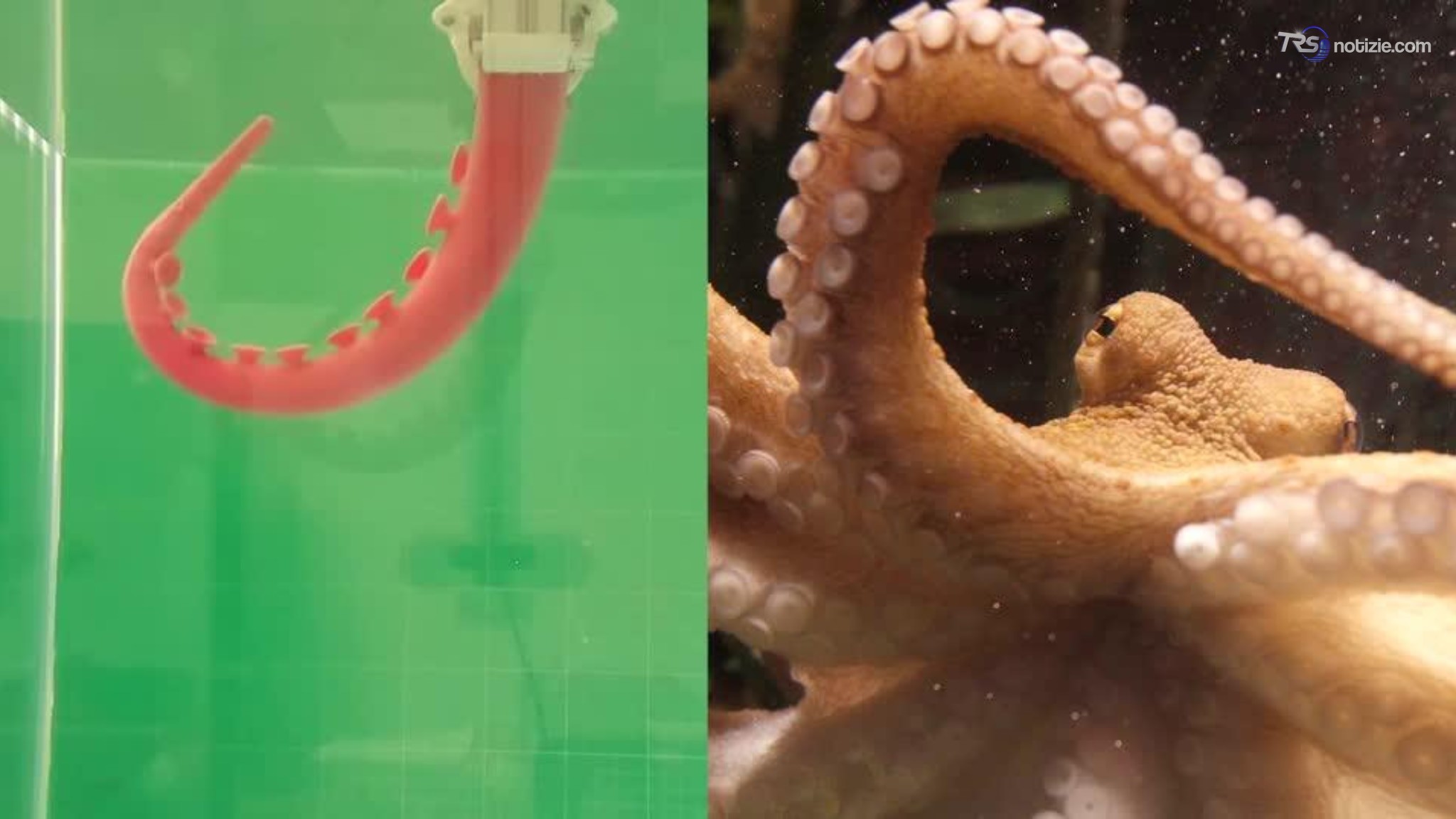 Dal tentacolo del polpo nasce il robot italiano del futuro: sente, afferra e lavora sott'acqua