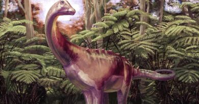 Dimenticato per 40 anni in un cassetto: era l'osso di un raro dinosauro dell'Antartide