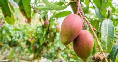 Nel Messinese al via la raccolta del mango, nel tripudio di colori di 5 varietà
