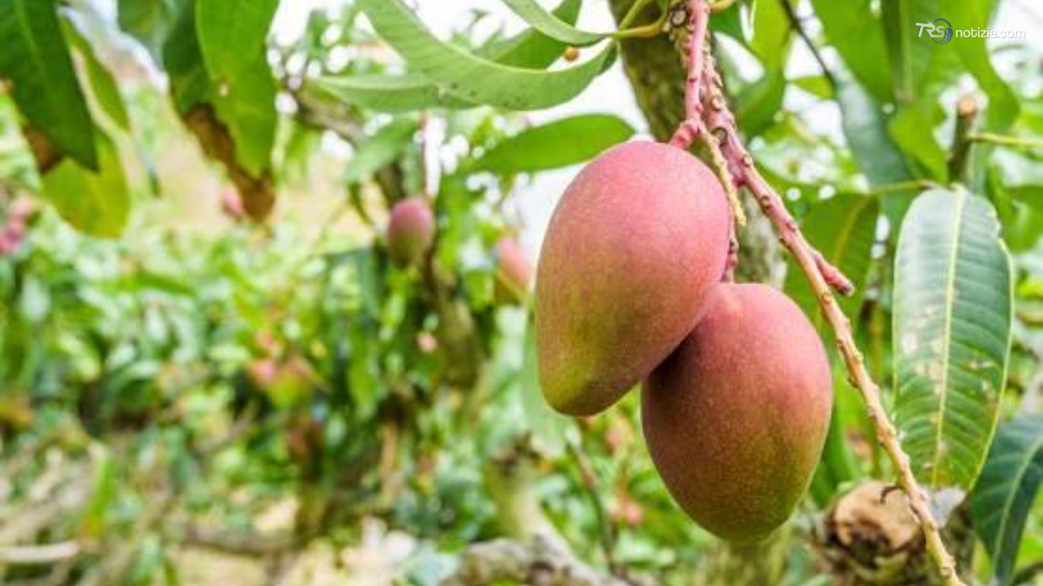 Nel Messinese al via la raccolta del mango, nel tripudio di colori di 5 varietà