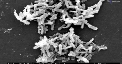 Bimbo di 18 mesi morto in ospedale a Catanzaro, cos'è il "Clostridium difficile" e come si trasmette