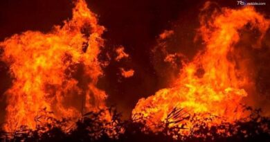 Incendi, dalla Regione oltre 18 milioni per la deforestazione
