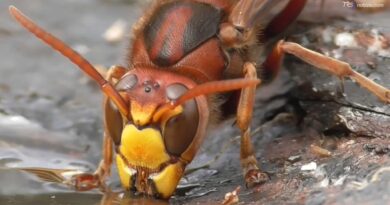 Vespe e calabroni, il caldo li rende più audaci: ecco quando il veleno è pericoloso
