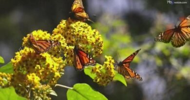 Farfalle in fuga dal clima, l'80% delle specie cerca nuovi habitat