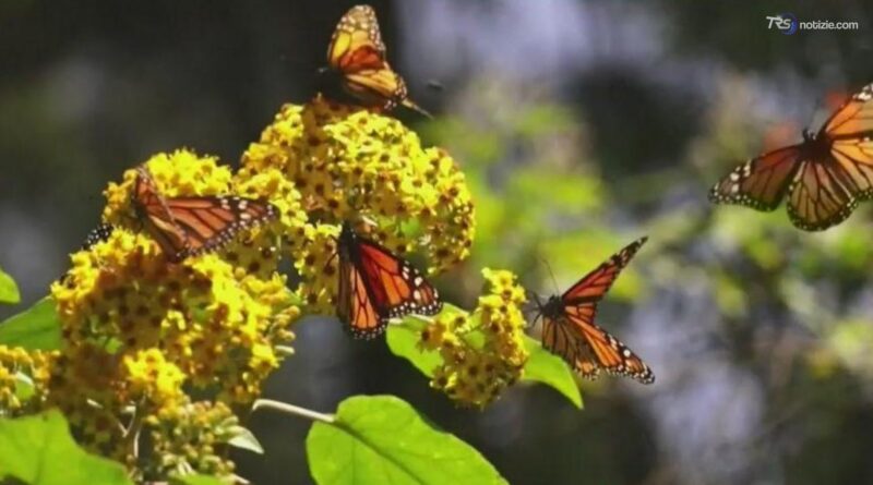 Farfalle in fuga dal clima, l'80% delle specie cerca nuovi habitat