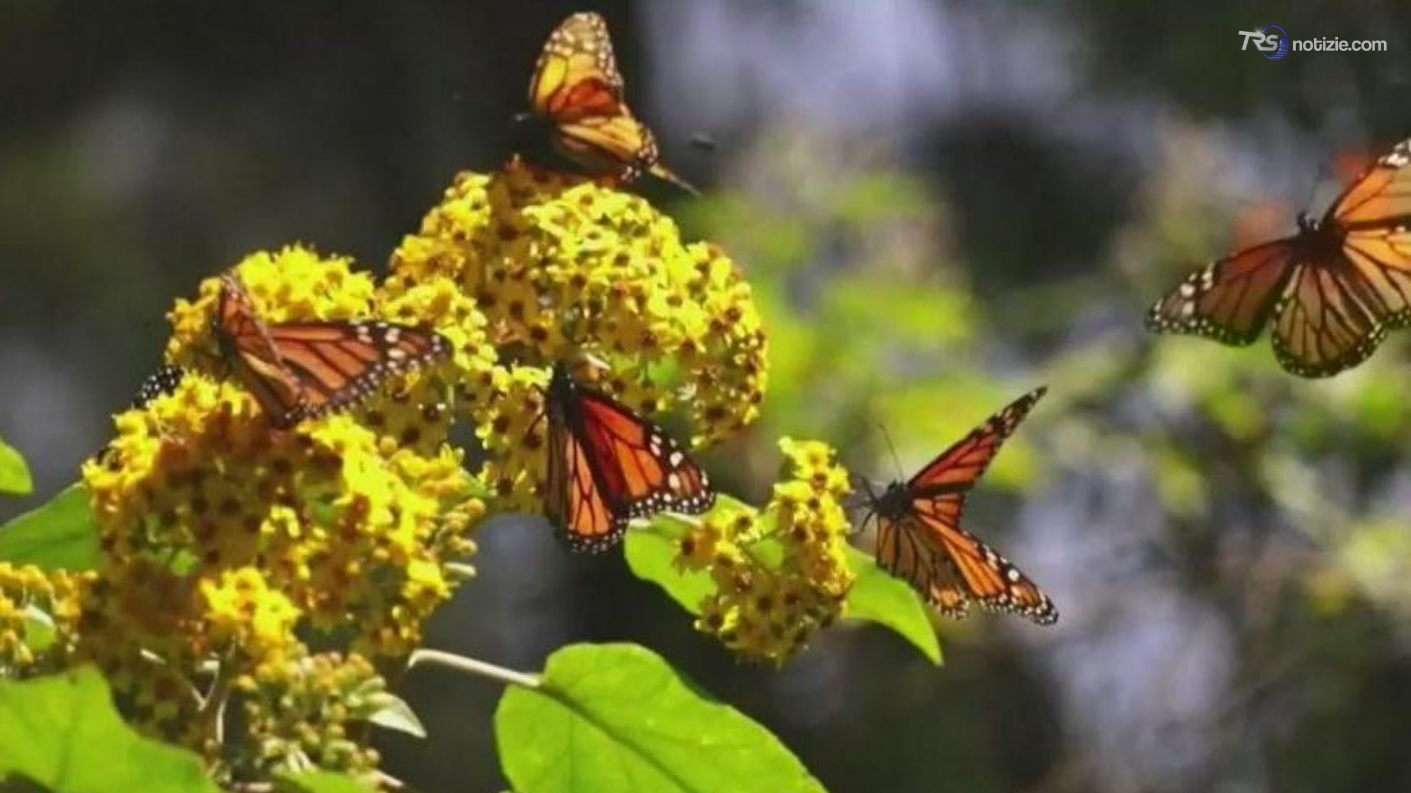 Farfalle in fuga dal clima, l’80% delle specie cerca nuovi habitat