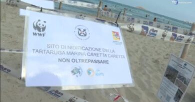 Le spiagge siciliane meta della tartarughe Caretta Caretta per deporre le uova