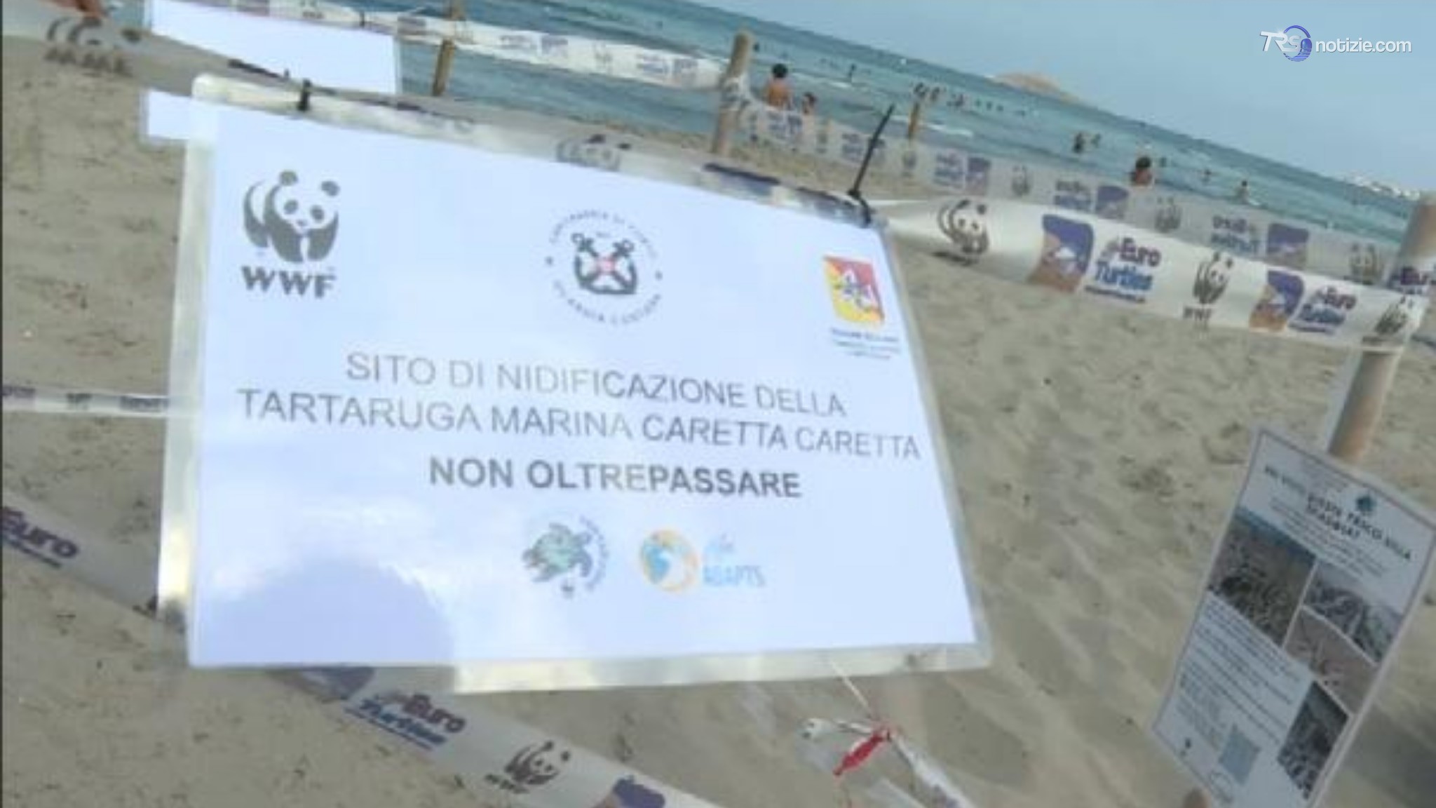 Le spiagge siciliane meta della tartarughe Caretta Caretta  per deporre le uova