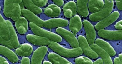Batterio mangiacarne, Baltico e Mar nero aree a rischio per il Vibrio Vulnificus