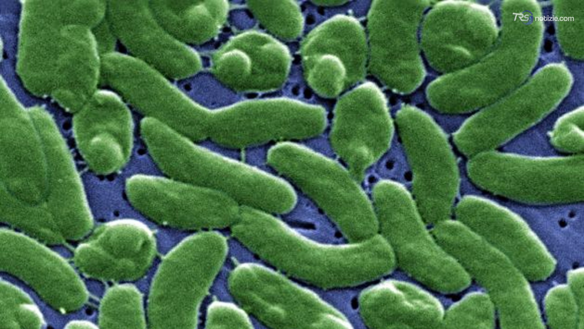 Batterio mangiacarne, Baltico e Mar nero aree a rischio per il Vibrio Vulnificus