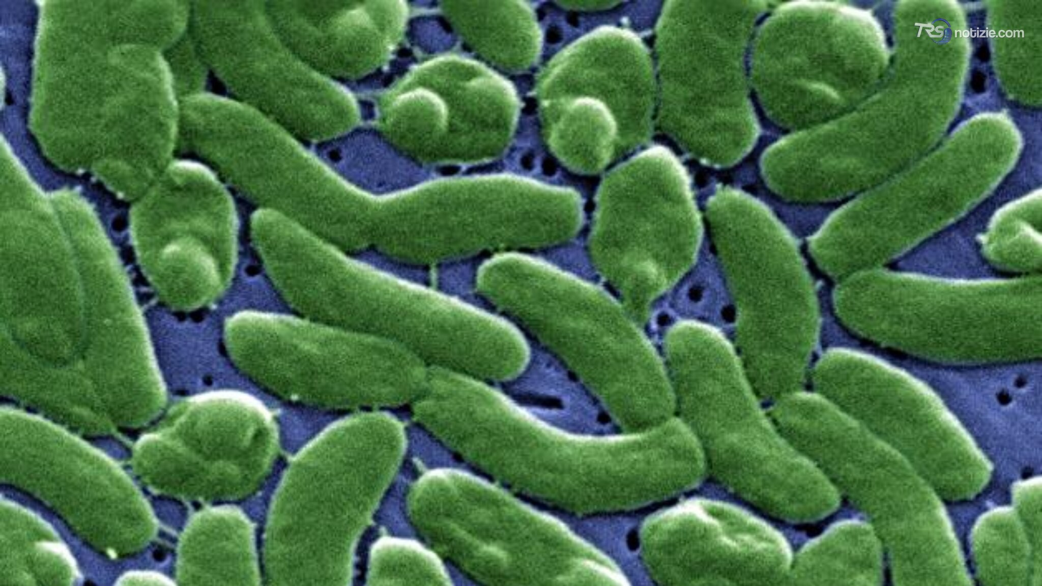 Batterio mangiacarne trovato nello stretto di Messina, scatta l'allerta per il Vibrio vulnificus