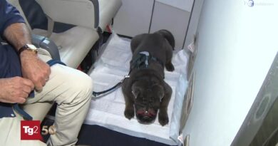 Geppino nella storia dei viaggi: a 13 anni è tra i primi cani di grossa taglia a volare in cabina