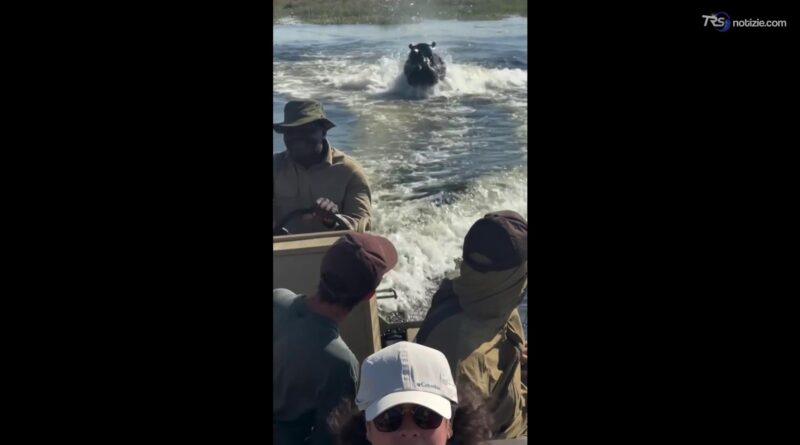 L'ippopotamo affamato insegue una barca carica di turisti: il video shock della fuga sul lago