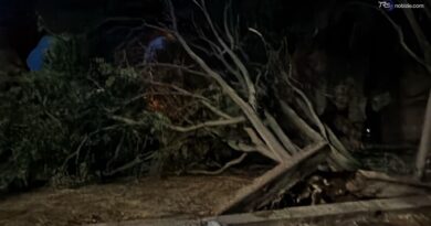 La pioggia dopo l'afa: a Roma alberi caduti tra Torpignattara e Alessandrino