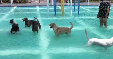 Parco acquatico per cani, apre in Cina lo spazio da 5mila metri quadri per rinfrescare gli animali