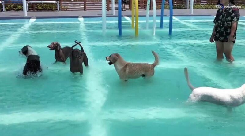Parco acquatico per cani, apre in Cina lo spazio da 5mila metri quadri per rinfrescare gli animali