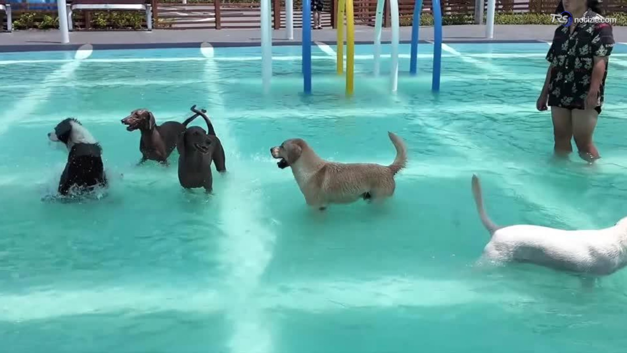 Parco acquatico per cani, apre in Cina lo spazio da 5mila metri quadri per rinfrescare gli animali