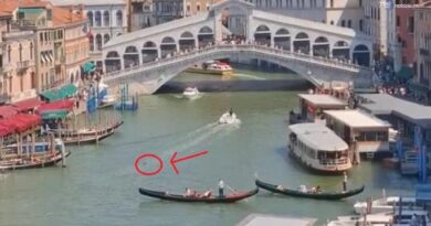 Venezia, delfino avvistato vicino al Ponte di Rialto: le immagini
