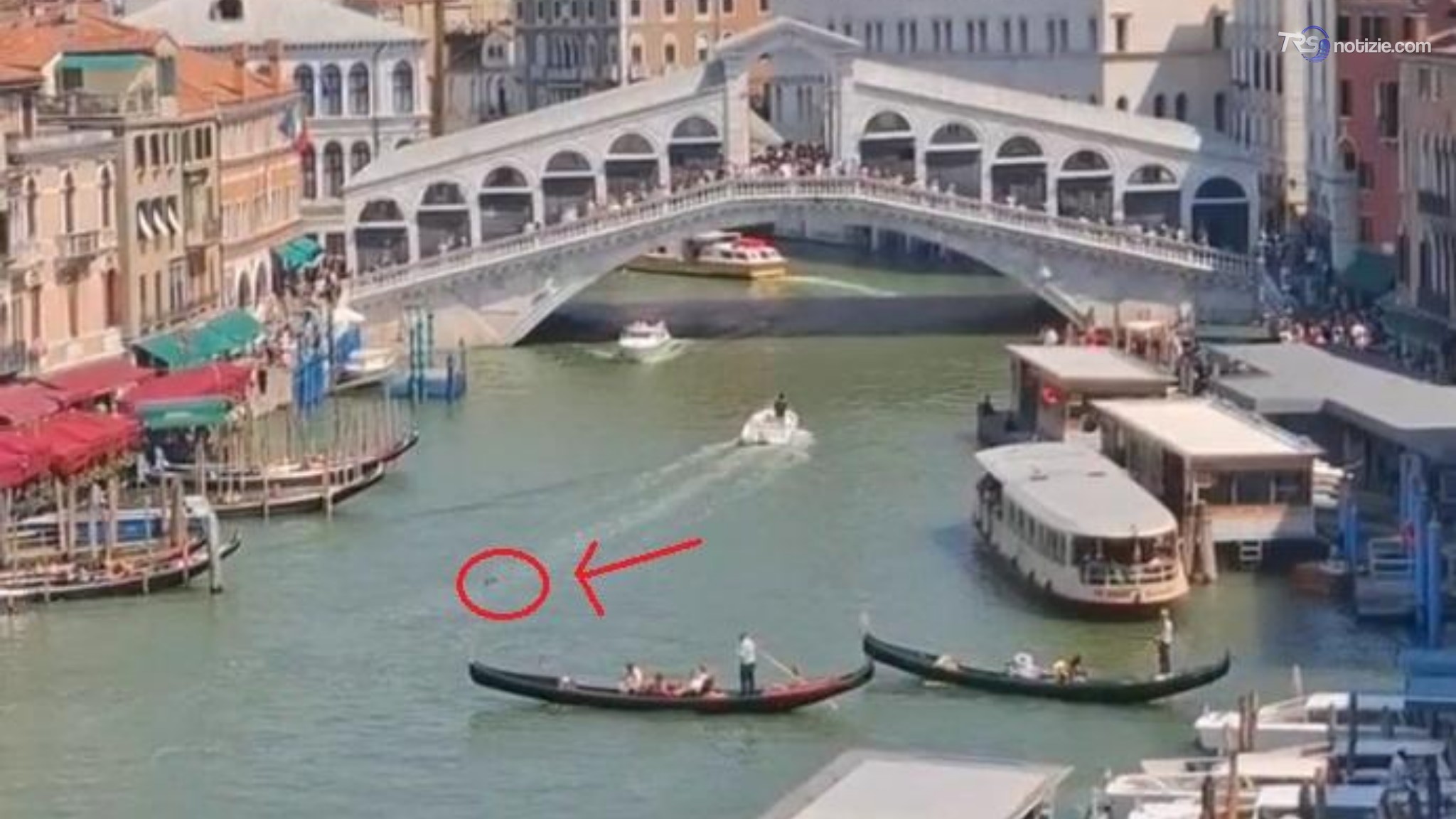 Venezia, delfino avvistato vicino al Ponte di Rialto: le immagini